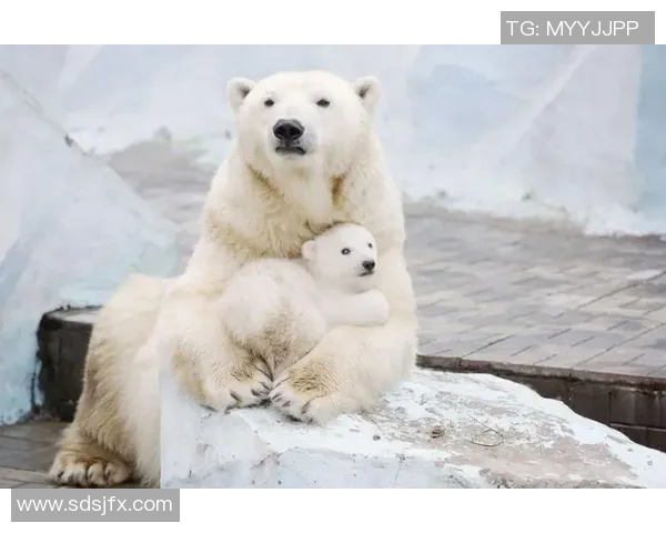 聚焦绿茵巨星爱宠揭秘足球球星与猫咪之间的温情故事 聚焦绿茵巨星爱宠揭秘足球球星与猫咪之间的温情故事